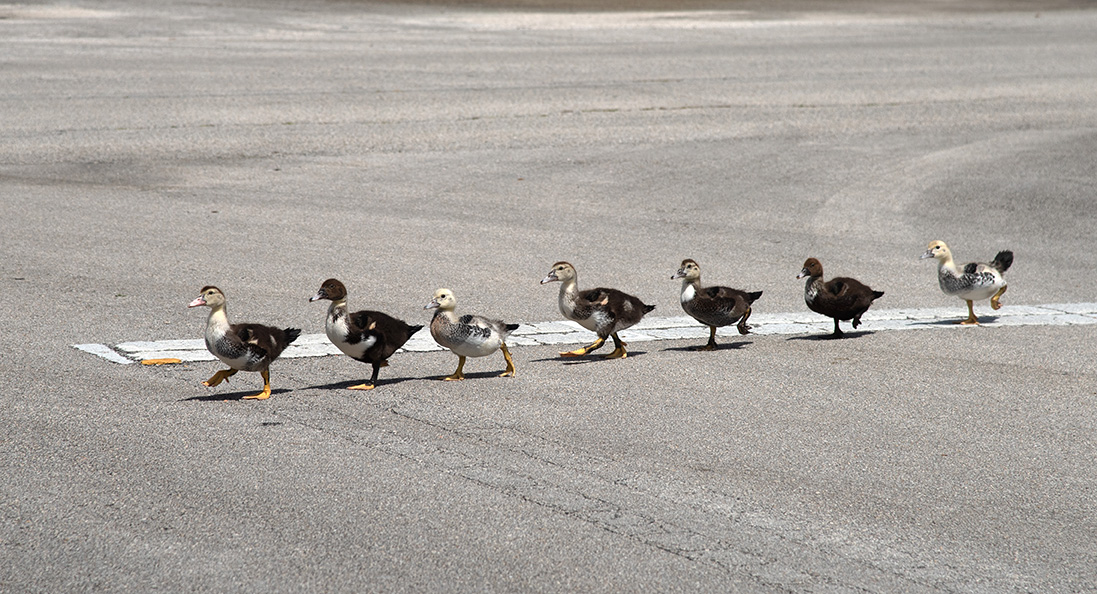 Seven Muscovy Ducklings Walking in a Row across a street